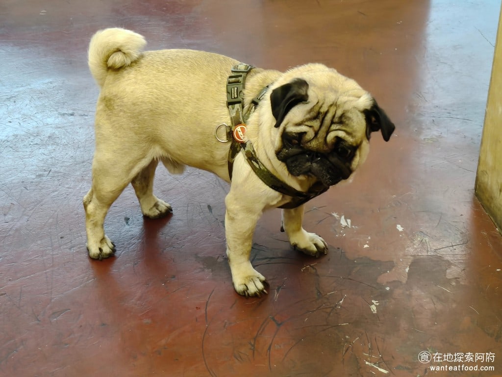 Three,Pugs,三巴漢堡,by,巴巴餐車,Three,Pugs,三巴漢堡,by,巴巴餐車菜單,Three,Pugs,三巴漢堡,by,巴巴餐車價格,大安區美食,大安美食,忠孝復興美食,美式料理,漢堡,炸雞,炸雞 狗狗在店內會走來走去，有時會走到你的餐桌下，有時會走到你旁邊讓你摸一下，還會偷偷跑進廚房，被主人趕出來，有客人要離開時，也會偷偷衝出去，然後被主人抱進來。所以老闆會在店外裝一個圍欄，許多人看到那個小圍欄，還會誤以為店已經打烊了，但那其實是為了避免狗狗跑出去的圍欄。 @在地探索的阿府美食世界